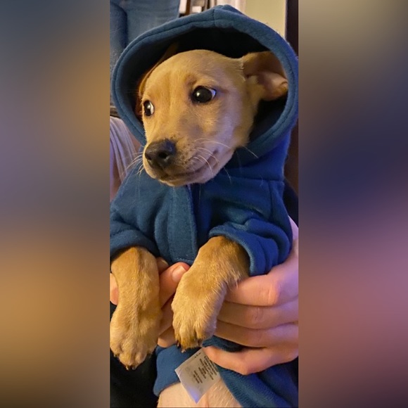 NOVOGRATZ PETS Dog Cat Hoodie Shirt I Only ❤️ My Bed & My Momma I’m Sorry-Drake - Picture 9 of 10